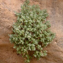 Lafuentea jeanpertiana