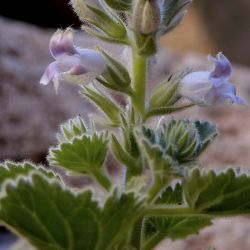 Lafuentea jeanpertiana