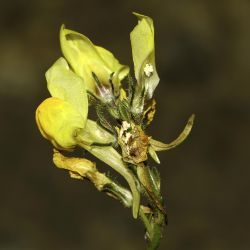 Linaria amethystea subsp. broussonetii