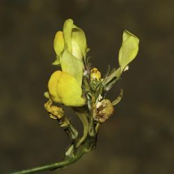 Linaria amethystea subsp. broussonetii