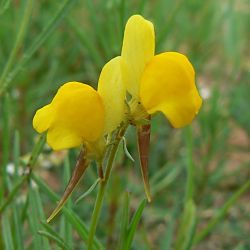 Linaria amethystea subsp. broussonetii