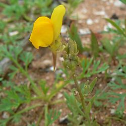 Linaria amethystea subsp. broussonetii