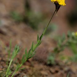 Linaria amethystea subsp. multipunctata