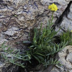 Linaria amethystea subsp. multipunctata