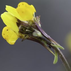 Linaria amethystea subsp. multipunctata