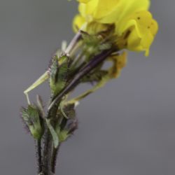 Linaria amethystea subsp. multipunctata