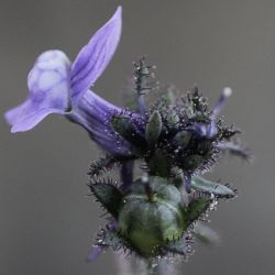 Linaria arvensis