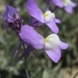 Linaria bipartita