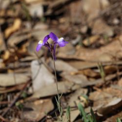 Linaria bipartita