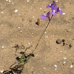 Linaria bipartita