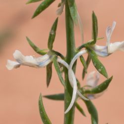 Linaria chalepensis