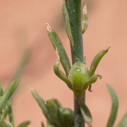 Linaria chalepensis