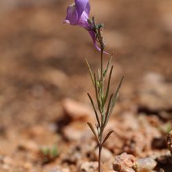Linaria incarnata
