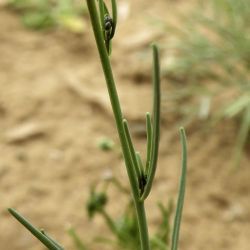 Linaria incarnata