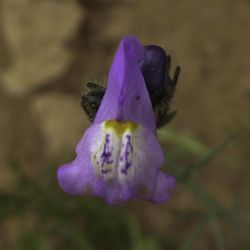 Linaria incarnata