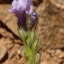 Linaria incarnata