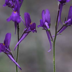 Linaria maroccana