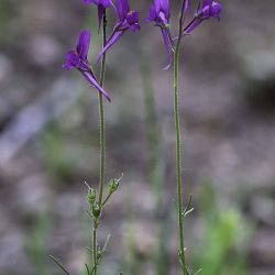 Linaria maroccana