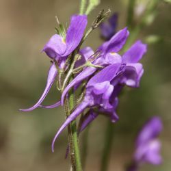 Linaria maroccana