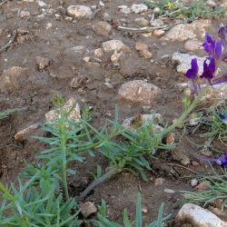 Linaria maroccana