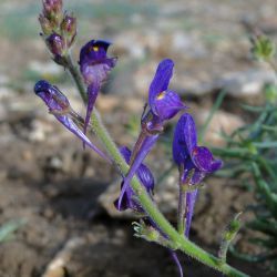 Linaria maroccana