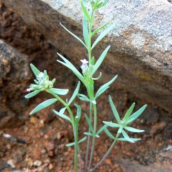 Linaria micrantha