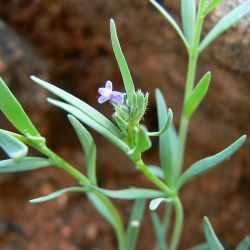 Linaria micrantha