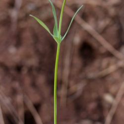 Linaria micrantha