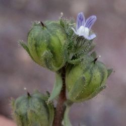 Linaria micrantha