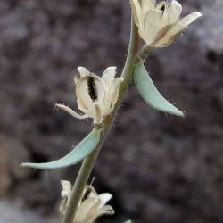 Plantaginaceae