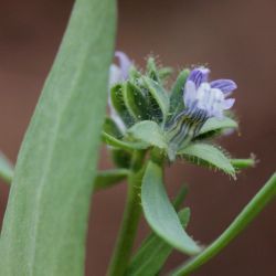 Linaria micrantha