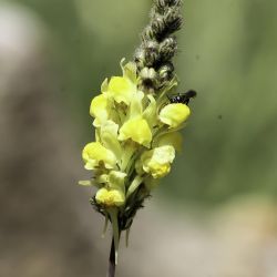 Linaria multicaulis subsp. heterophylla
