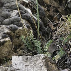 Linaria multicaulis subsp. heterophylla