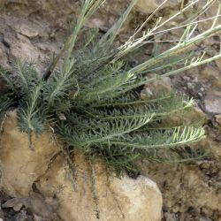 Linaria multicaulis subsp. heterophylla