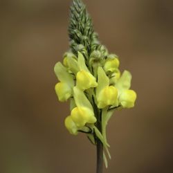 Linaria multicaulis subsp. heterophylla