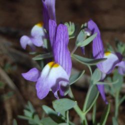 Linaria peltieri