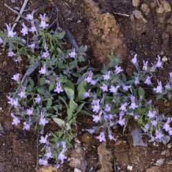 Linaria reflexa subsp. drummondiae