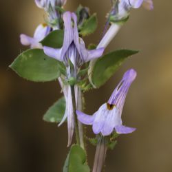 Linaria reflexa subsp. drummondiae