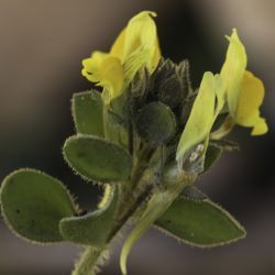 Linaria reflexa subsp. puberula