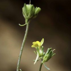 Linaria simplex