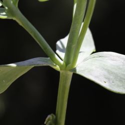 Linaria triphylla