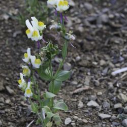 Plantaginaceae