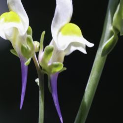 Linaria triphylla