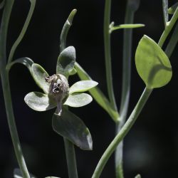 Linaria triphylla
