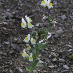 Linaria triphylla