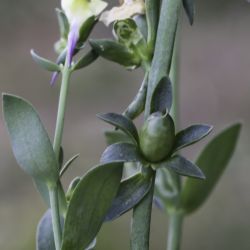 Linaria triphylla