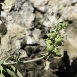 Linaria tristis subsp. lurida