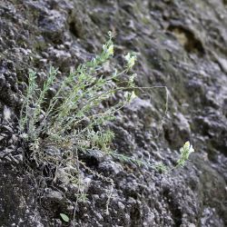 Linaria tristis subsp. mesatlantica
