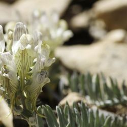 Linaria tristis subsp. mesatlantica