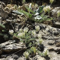 Linaria tristis subsp. mesatlantica